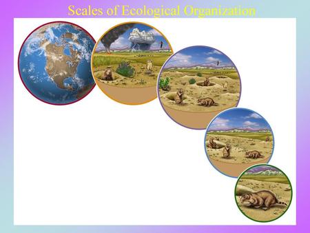 Scales of Ecological Organization