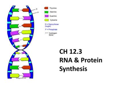 CH 12.3 RNA & Protein Synthesis.