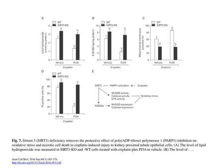 Fig. 7. Sirtuin 3 (SIRT3) deficiency removes the protective effect of poly(ADP-ribose) polymerase 1 (PARP1) inhibition on oxidative stress and necrotic.