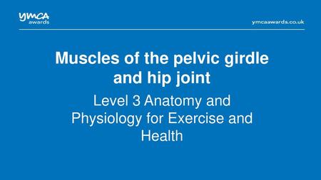 Muscles of the pelvic girdle and hip joint
