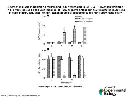 Effect of miR-29a inhibition on miRNA and SCD expression in GIFT