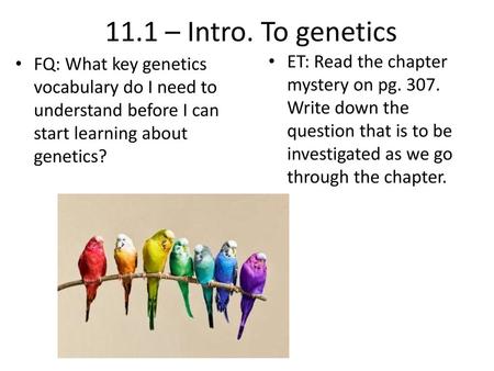 11.1 – Intro. To genetics FQ: What key genetics vocabulary do I need to understand before I can start learning about genetics? ET: Read the chapter mystery.