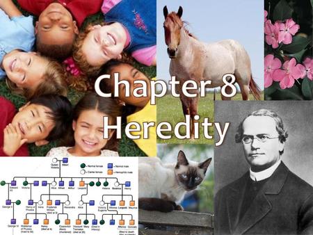Chapter 8 Heredity.