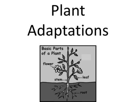 Plant Adaptations.