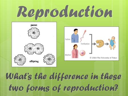What’s the difference in these two forms of reproduction?