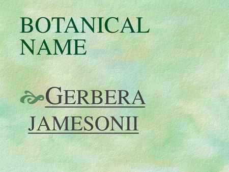 BOTANICAL NAME GERBERA JAMESONII.