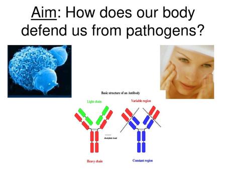 Aim: How does our body defend us from pathogens?