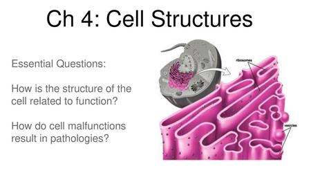 Ch 4: Cell Structures Essential Questions: