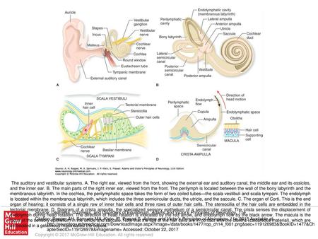 The auditory and vestibular systems. A