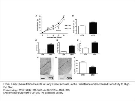 Fig. 1. Body growth and leptin responsivity in young CPO and CTR mice