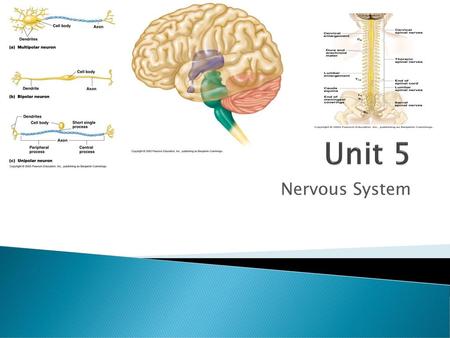 Unit 5 Nervous System.