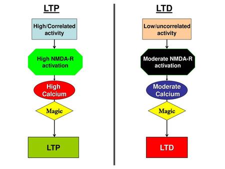 LTP LTD LTP LTD High/Correlated Low/uncorrelated High Calcium Moderate