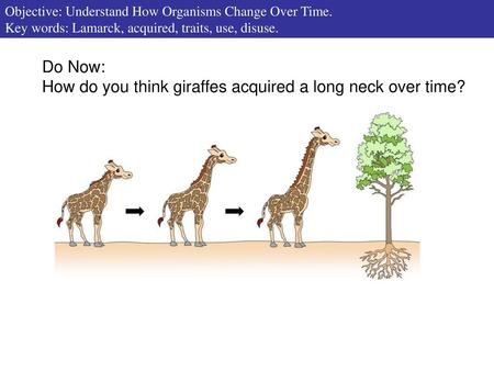 How do you think giraffes acquired a long neck over time?