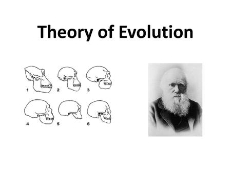 Theory of Evolution.