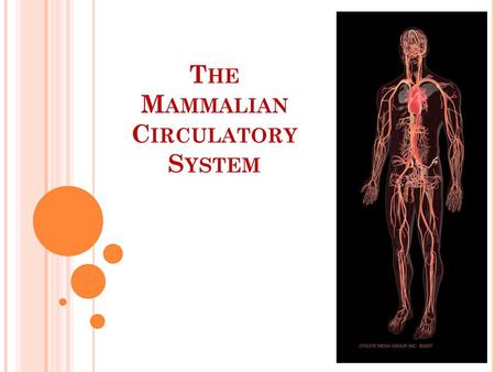 The Mammalian Circulatory System