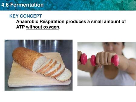 Fermentation is an anaerobic process.