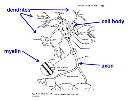 Dendrites cell body myelin axon.