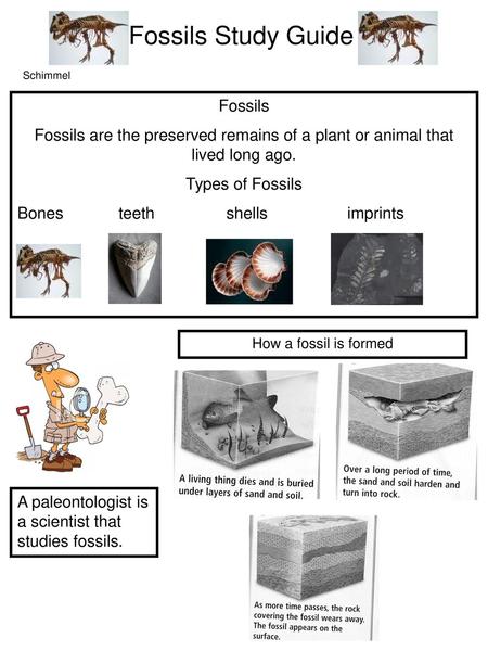Fossils Study Guide Fossils