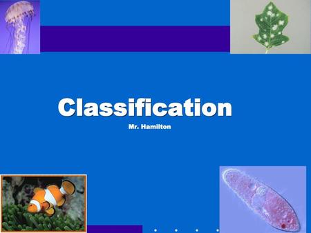 Classification Mr. Hamilton Go to Section:.
