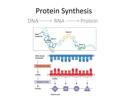 Protein Synthesis DNA		RNA		Protein.