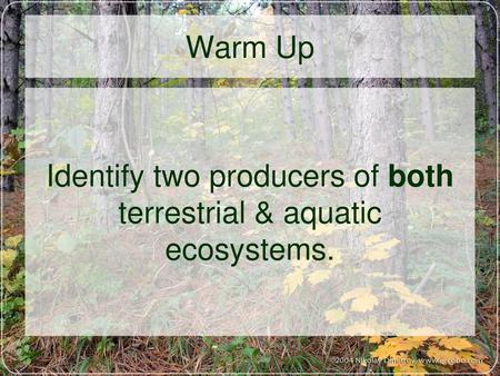 Identify two producers of both terrestrial & aquatic ecosystems.