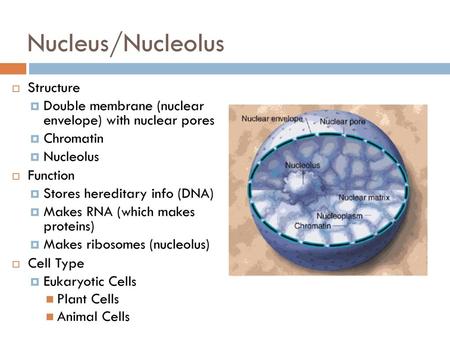 Nucleus/Nucleolus Structure