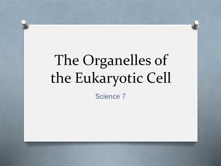 The Organelles of the Eukaryotic Cell