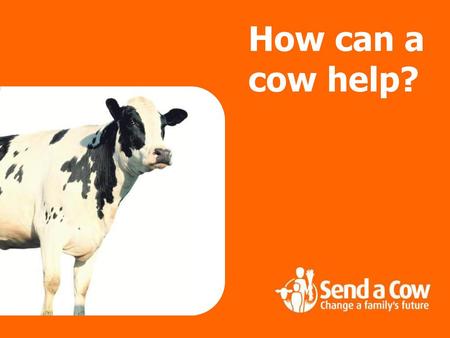 How can a cow help? These slides sum up how a cow helps. They do not contain much text, so that the narrator can choose the level of language to fit the.