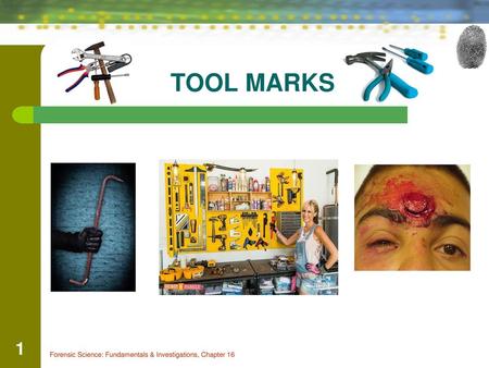 TOOL MARKS 1 Forensic Science: Fundamentals & Investigations, Chapter 16.