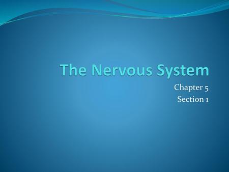 The Nervous System Chapter 5 Section 1.