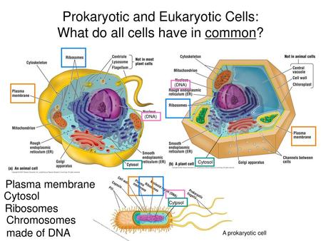 Prokaryotic and Eukaryotic Cells: What do all cells have in common?