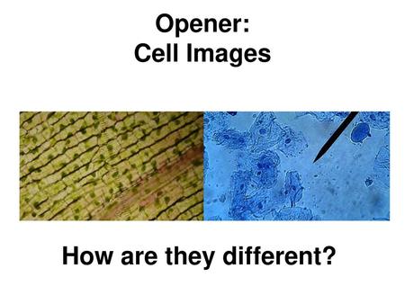 Opener: Cell Images How are they different?.