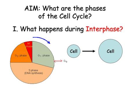 AIM: What are the phases of the Cell Cycle?