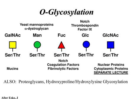 O-Glycosylation Ser/Thr GalNAc Ser/Thr Man Ser/Thr Fuc Ser/Thr Glc