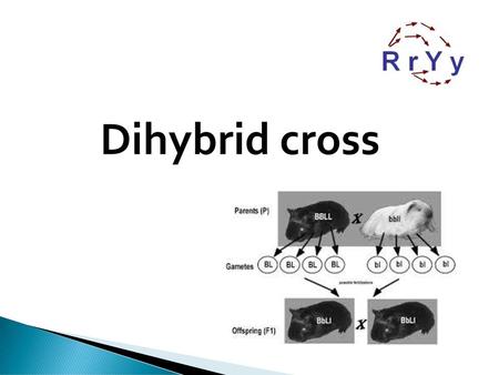 Dihybrid cross DIHYBRID CROSS