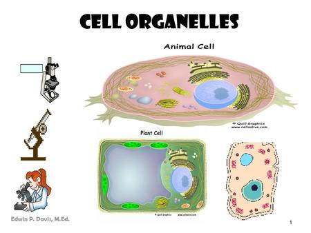 Cell Organelles Edwin P. Davis, M.Ed..