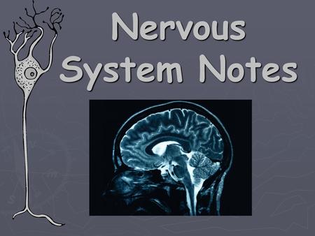Nervous System Notes.