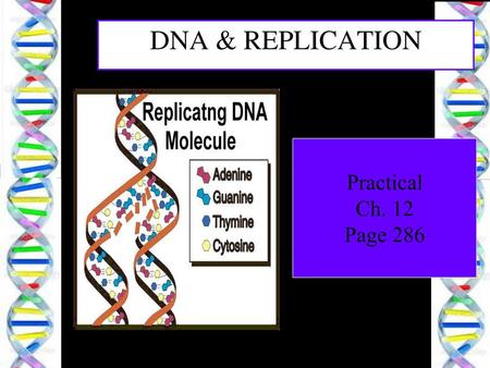 DNA & REPLICATION Practical Ch. 12 Page 286.