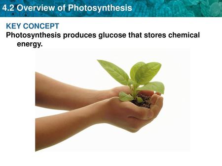 KEY CONCEPT Photosynthesis produces glucose that stores chemical energy.