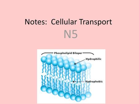 Notes: Cellular Transport