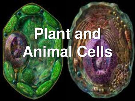 Plant and Animal Cells.