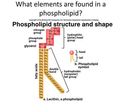 What elements are found in a phospholipid?
