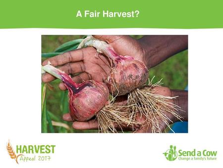 A Fair Harvest?.