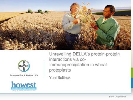 Unravelling DELLA’s protein-protein interactions via co-Immunoprecipitation in wheat protoplasts Hi everyone, i’m yoni Bultinck Intern at Bayer and helping.