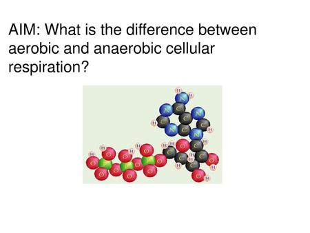 What is the equation for Cellular Respiration?