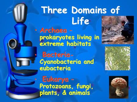 Three Domains of Life Archaea – prokaryotes living in extreme habitats