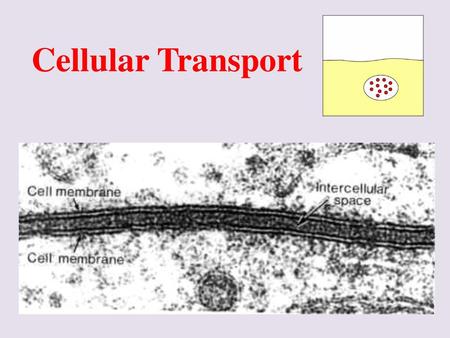 Cellular Transport.