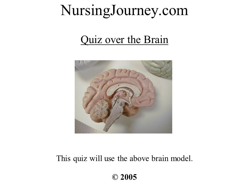 brain anatomy Quiz