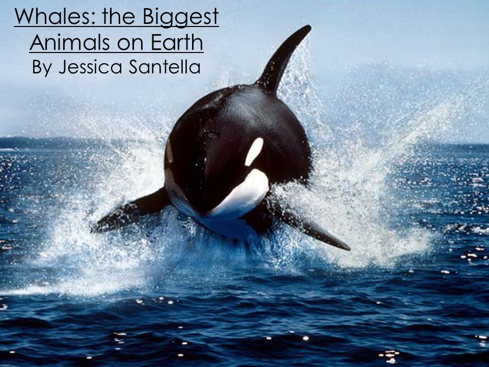 Whales: the Biggest Animals on Earth - ppt download