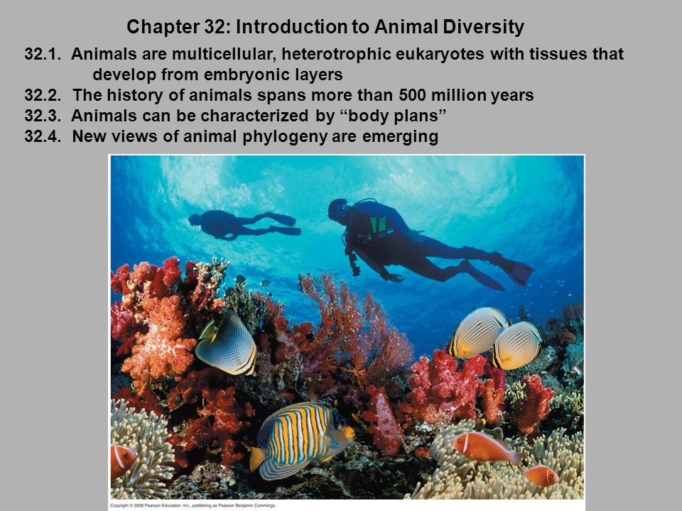 Chapter 32: Introduction to Animal Diversity - ppt video online download